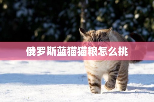 俄羅斯藍貓貓糧怎么挑