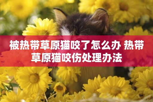 被熱帶草原貓咬了怎么辦 熱帶草原貓咬傷處理辦法