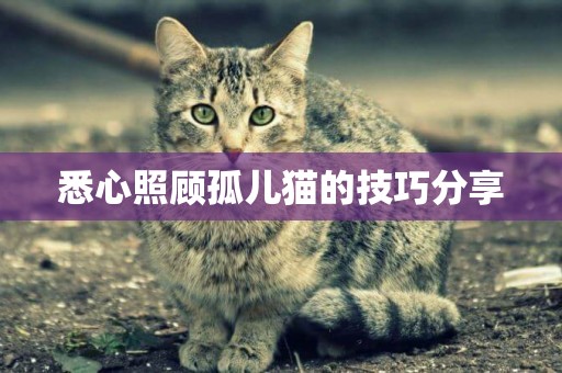 悉心照顧孤兒貓的技巧分享