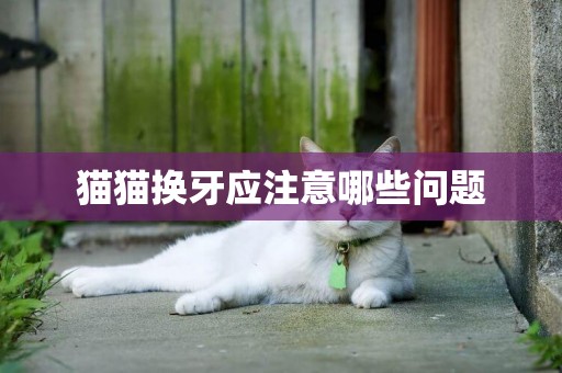 貓貓換牙應注意哪些問題