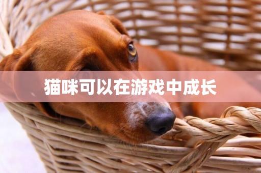貓咪可以在游戲中成長