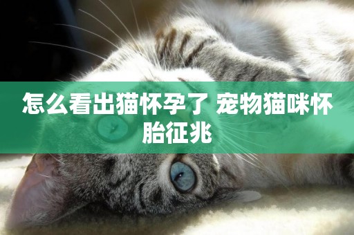 怎么看出貓懷孕了 寵物貓咪懷胎征兆