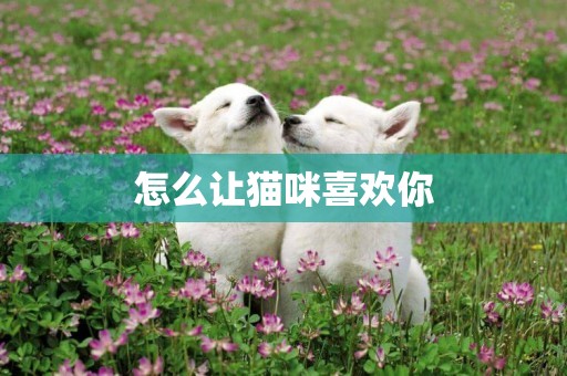 怎么讓貓咪喜歡你