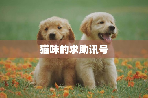 貓咪的求助訊號