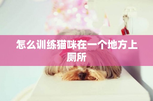 怎么訓練貓咪在一個地方上廁所