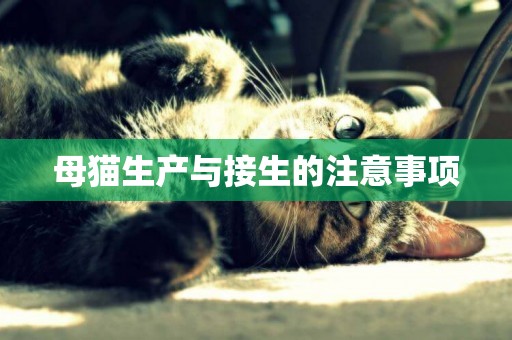 母貓生產與接生的注意事項