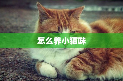 怎么養小貓咪