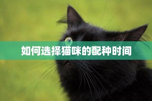 如何選擇貓咪的配種時間