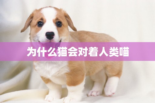 為什么貓會對著人類喵