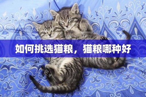 如何挑選貓糧，貓糧哪種好