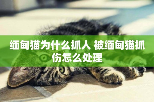 緬甸貓為什么抓人 被緬甸貓抓傷怎么處理