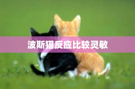 波斯貓反應比較靈敏