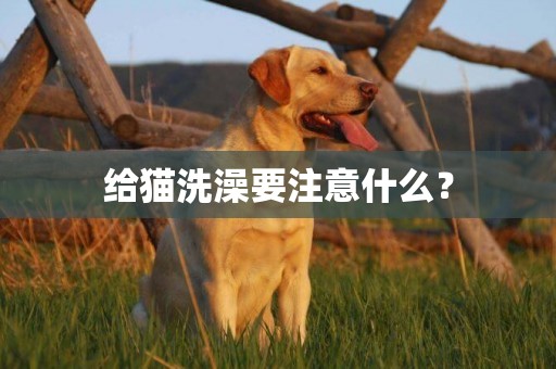 給貓洗澡要注意什么？