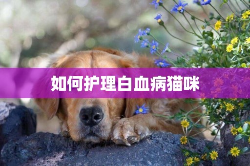 如何護理白血病貓咪