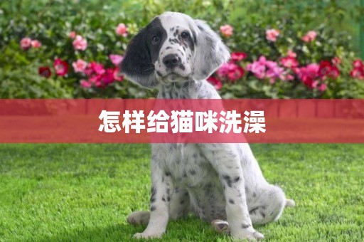 怎樣給貓咪洗澡