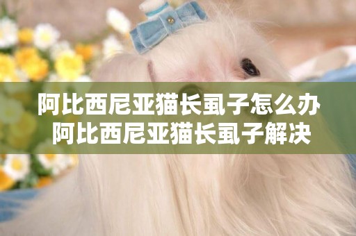 阿比西尼亞貓長虱子怎么辦 阿比西尼亞貓長虱子解決辦法