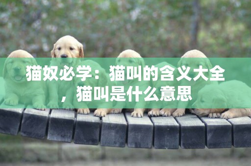 貓奴必學：貓叫的含義大全，貓叫是什么意思