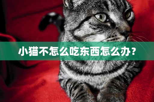 小貓不怎么吃東西怎么辦？