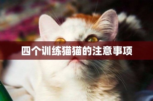 四個訓練貓貓的注意事項