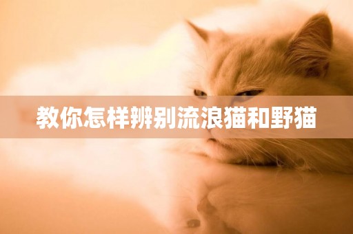 教你怎樣辨別流浪貓和野貓
