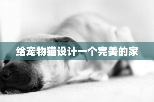 給寵物貓設計一個完美的家