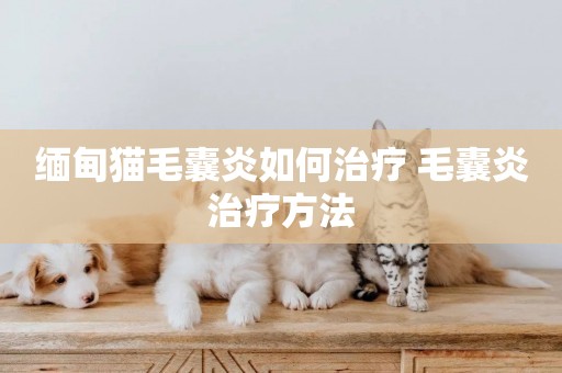 緬甸貓毛囊炎如何治療 毛囊炎治療方法