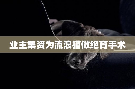 業主集資為流浪貓做絕育手術