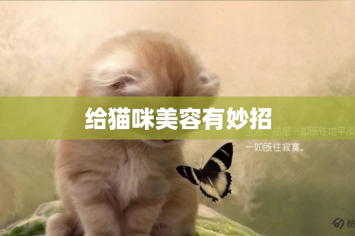 給貓咪美容有妙招