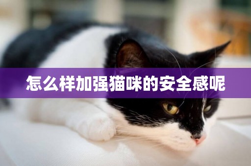 怎么樣加強貓咪的安全感呢