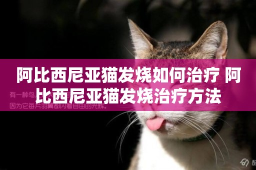 阿比西尼亞貓發燒如何治療 阿比西尼亞貓發燒治療方法