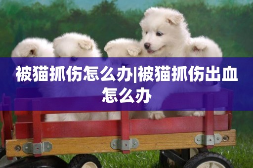 被貓抓傷怎么辦|被貓抓傷出血怎么辦