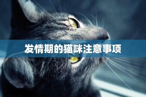 發情期的貓咪注意事項