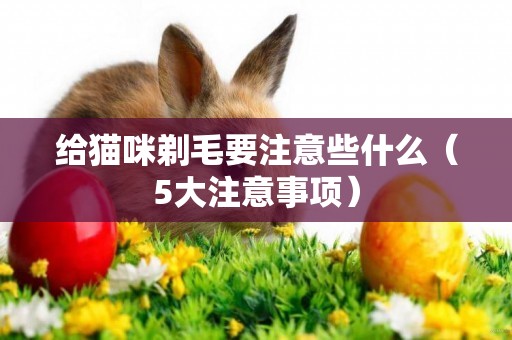 給貓咪剃毛要注意些什么（5大注意事項）