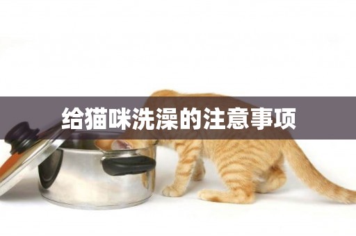 給貓咪洗澡的注意事項