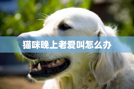 貓咪晚上老愛叫怎么辦