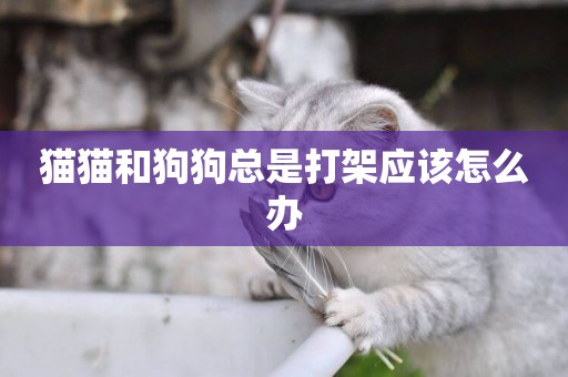 貓貓和狗狗總是打架應該怎么辦