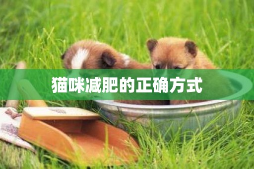 貓咪減肥的正確方式