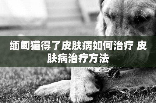 緬甸貓得了皮膚病如何治療 皮膚病治療方法