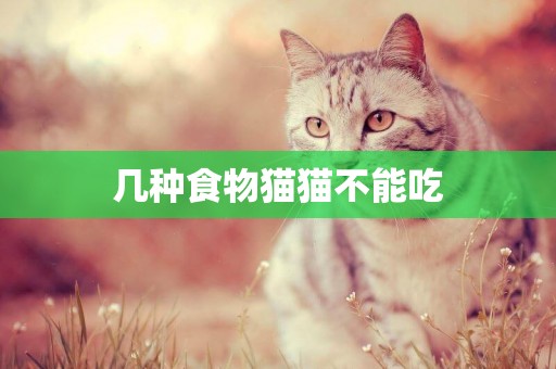 幾種食物貓貓不能吃