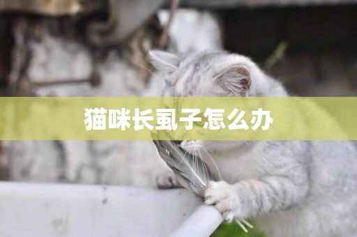 貓咪長虱子怎么辦