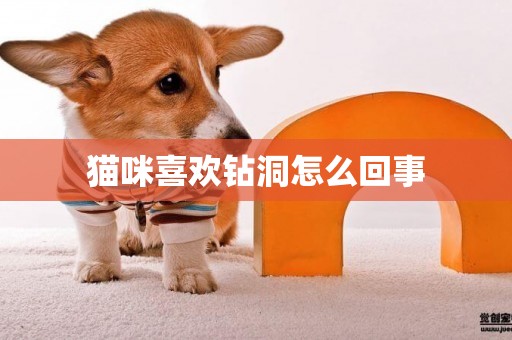 貓咪喜歡鉆洞怎么回事