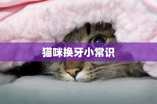 貓咪換牙小常識