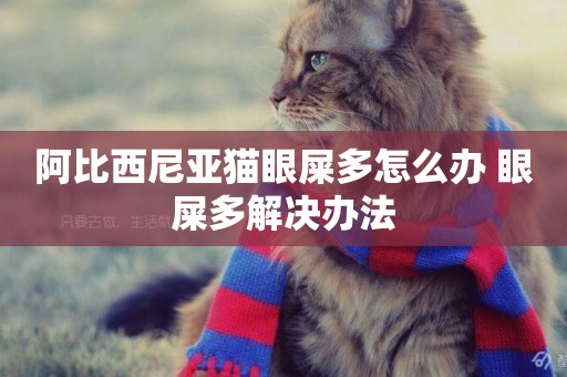 阿比西尼亞貓眼屎多怎么辦 眼屎多解決辦法
