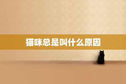 貓咪總是叫什么原因