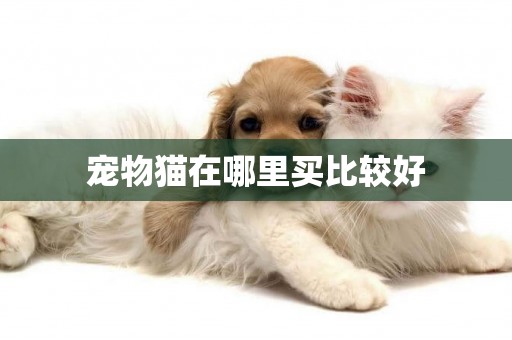 寵物貓在哪里買比較好