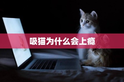 吸貓為什么會上癮