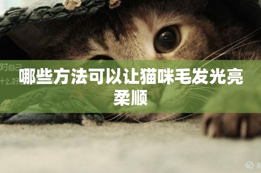 哪些方法可以讓貓咪毛發光亮柔順
