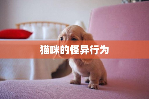 貓咪的怪異行為