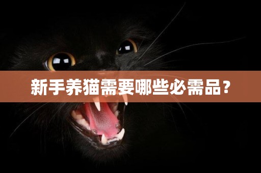 新手養貓需要哪些必需品？