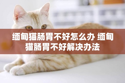 緬甸貓腸胃不好怎么辦 緬甸貓腸胃不好解決辦法